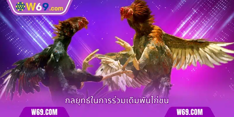 กลยุทธ์ในการร่วมเดิมพันไก่ชน